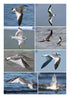 The Gull Guide: North America - Amar Ayyash 2024